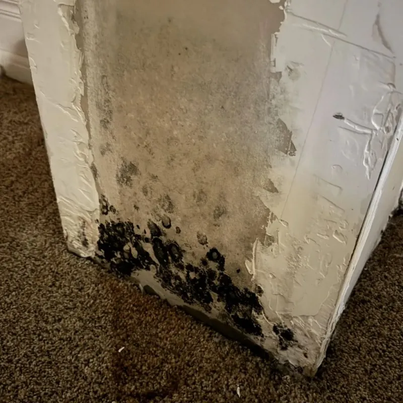 Professional Mold Removal in Bluefield, WV